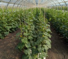 Veranstaltungen &raquo; Gartenbaubetrieb 2025