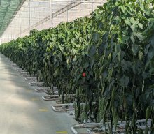 Gartenbaubetrieb 2025