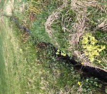 Glatzenstein von Schnaittach