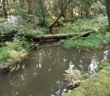 Wanderung Ungelstetten