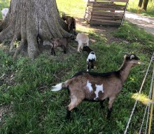 Wanderung der Senioren nach Kleedorf