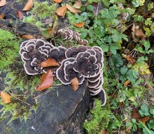 Wanderung der Musikgruppe 2024